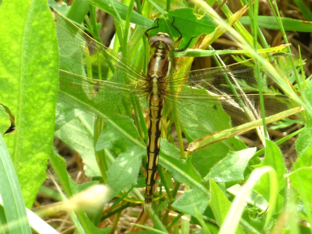 Orthetrum albistylum
